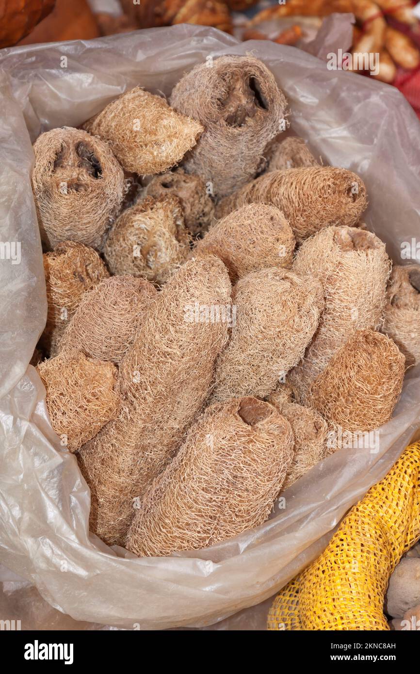 Luffa aegyptiaca, the sponge gourd, Egyptian cucumber or Vietnamese luffa, Thailand Stock Photo