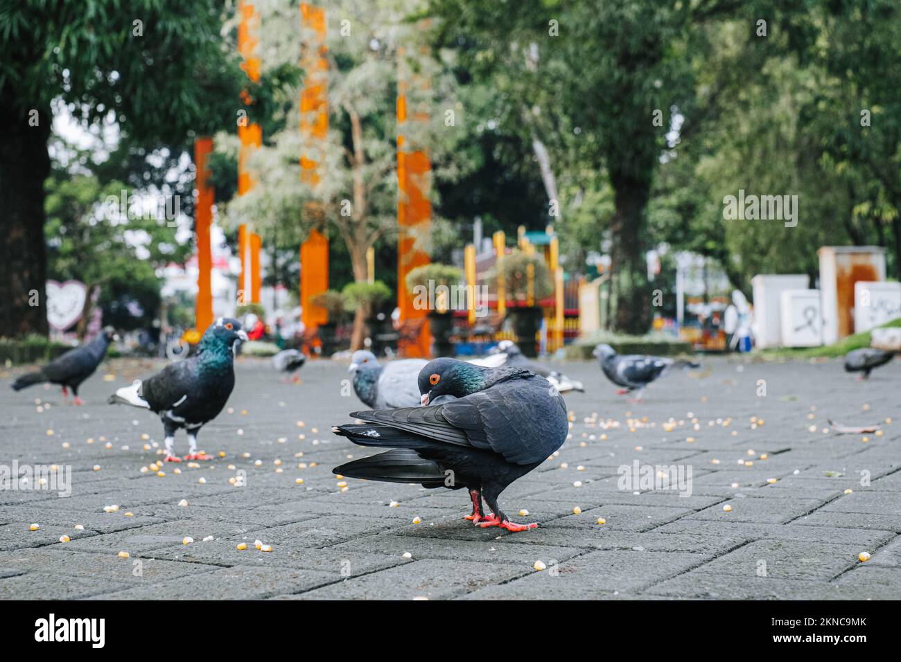 A pigeon is sticking its tail after eating corn kernels while the other