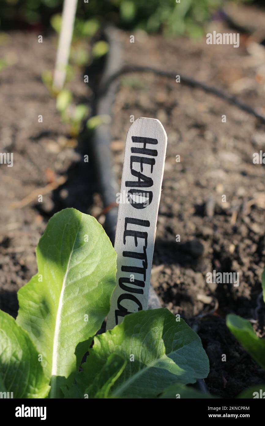 Typical common plastic garden stake with handwritten text Stock Photo Alamy
