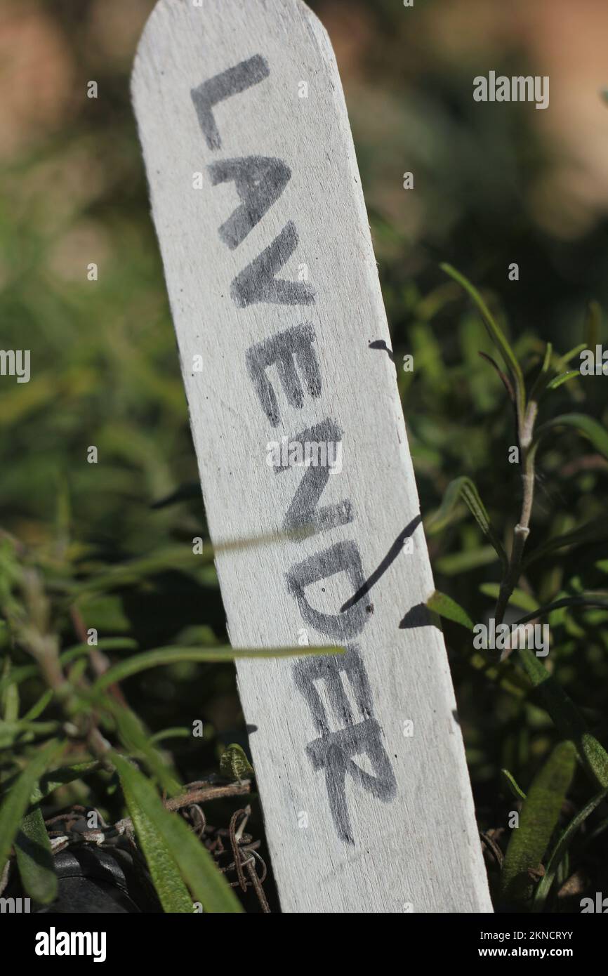 Typical common plastic garden stake with handwritten text Stock Photo Alamy