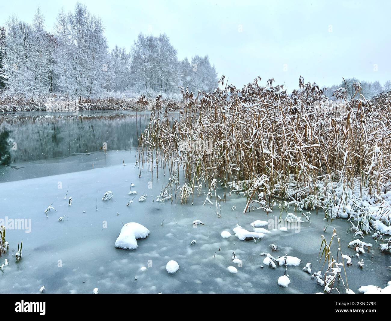 Frozen Reeds River reeds in water light hi-res stock photography and images - Alamy