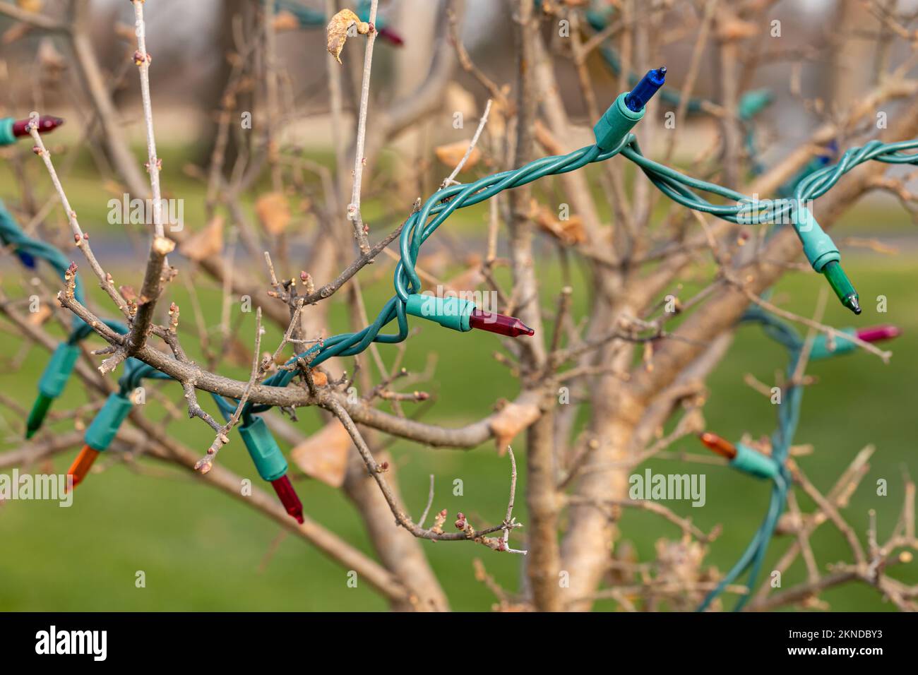 Christmas string lights hanging on tree outdoors. Xmas holiday decoration safety and outdoor lighting concept. Stock Photo