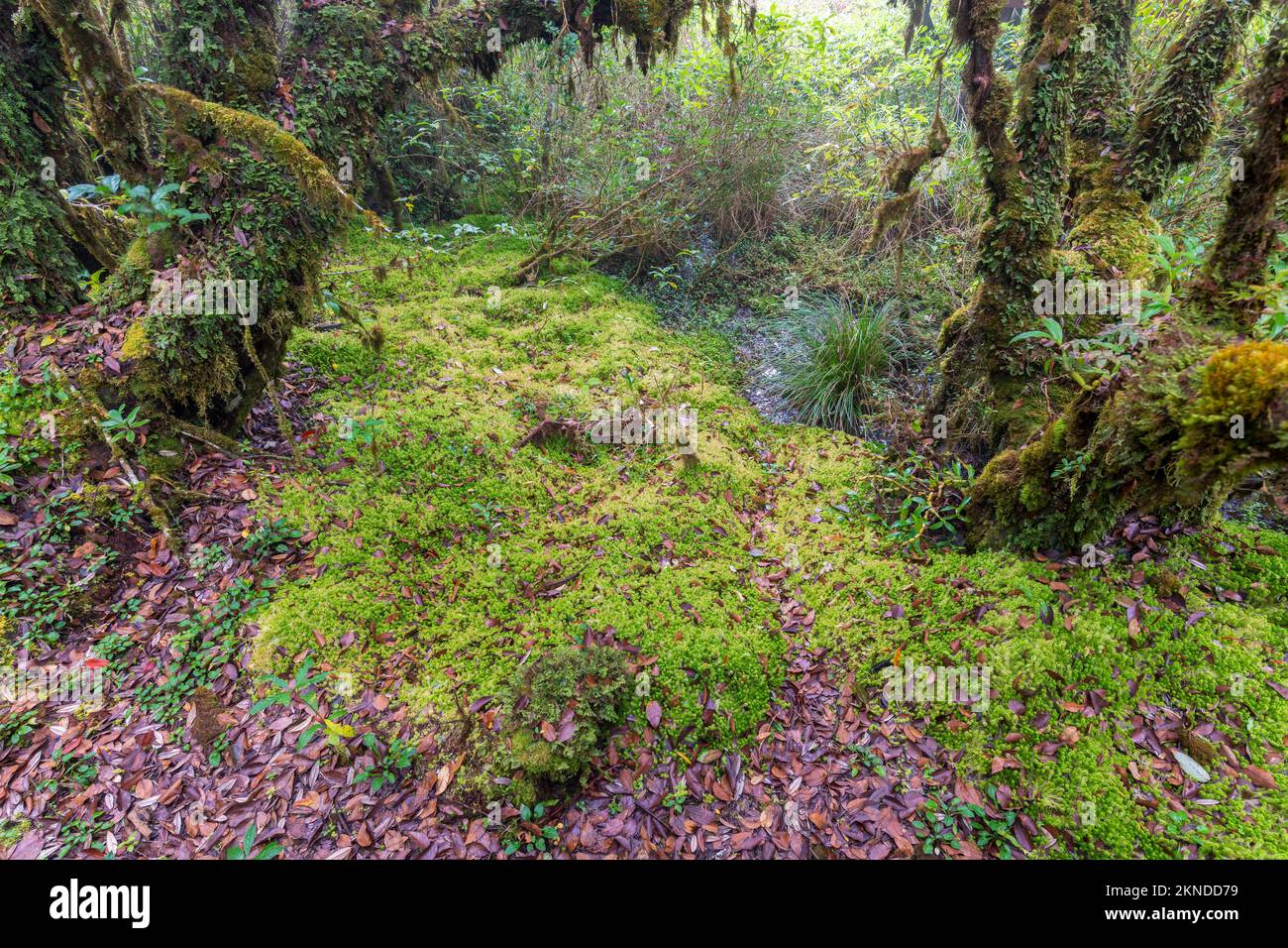 Sphagnum moss in Ang Ka Luang Nature Trail is an educational nature trail inside a rainforest on the peak of Doi Inthanon National Park in Chiang Mai, Stock Photo