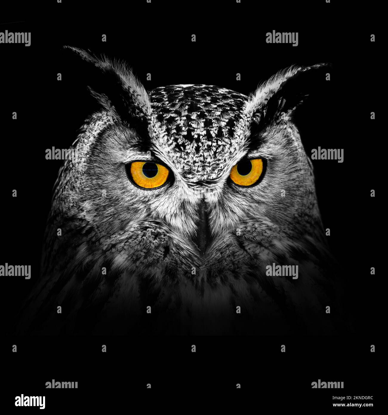 Owl looking big yellow eyes on the black background Stock Photo Alamy