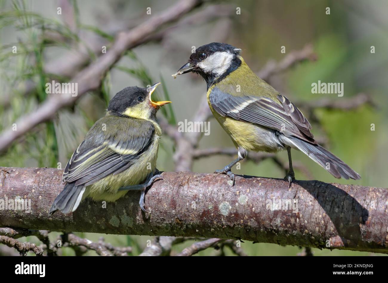 Adult Great tit (parus major) feeding his small hungry chick with open mouth with savory food Stock Photo