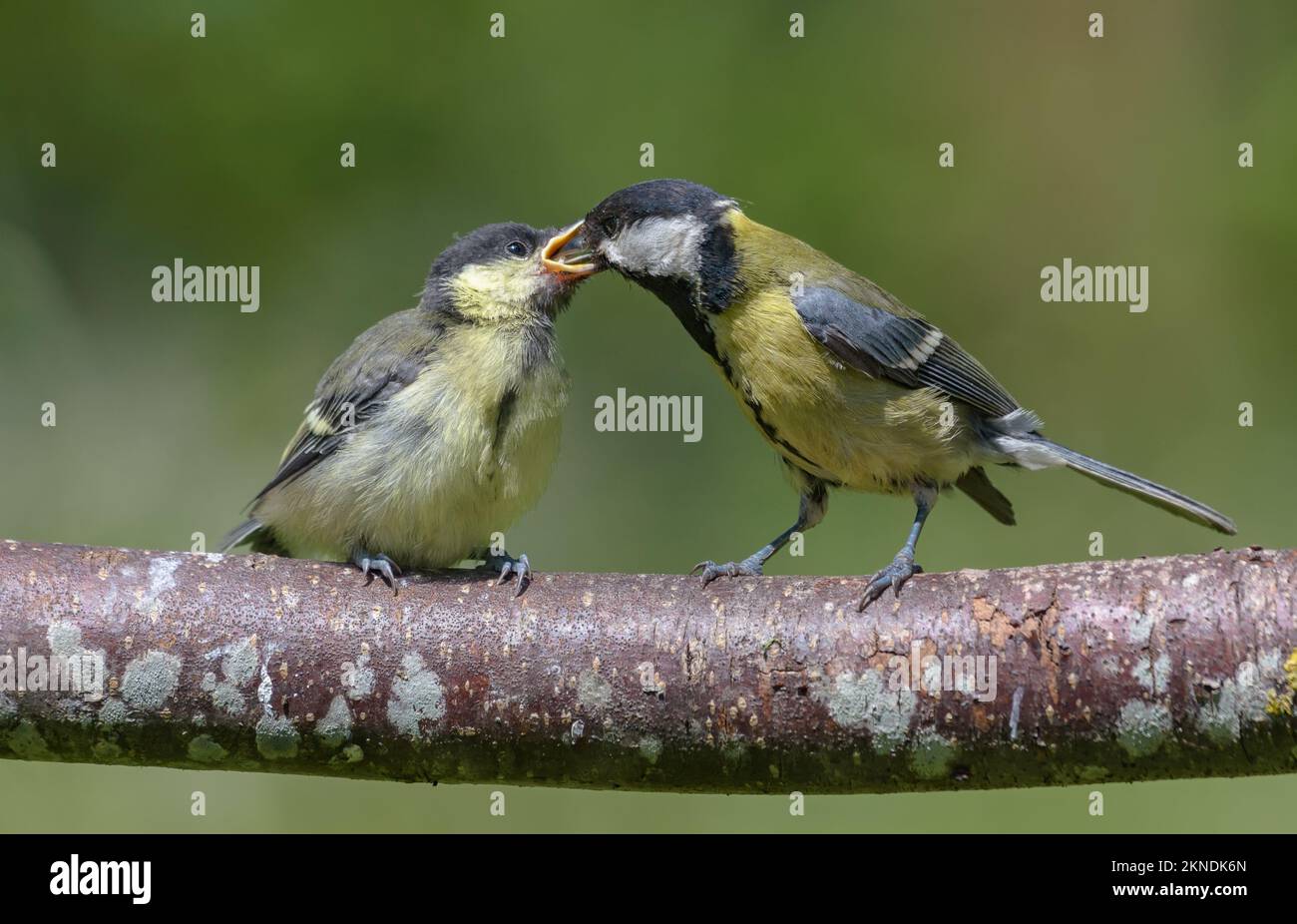Great tit (parus major) feeding his hungry chick deep into beak with yummy food on perfect perch Stock Photo