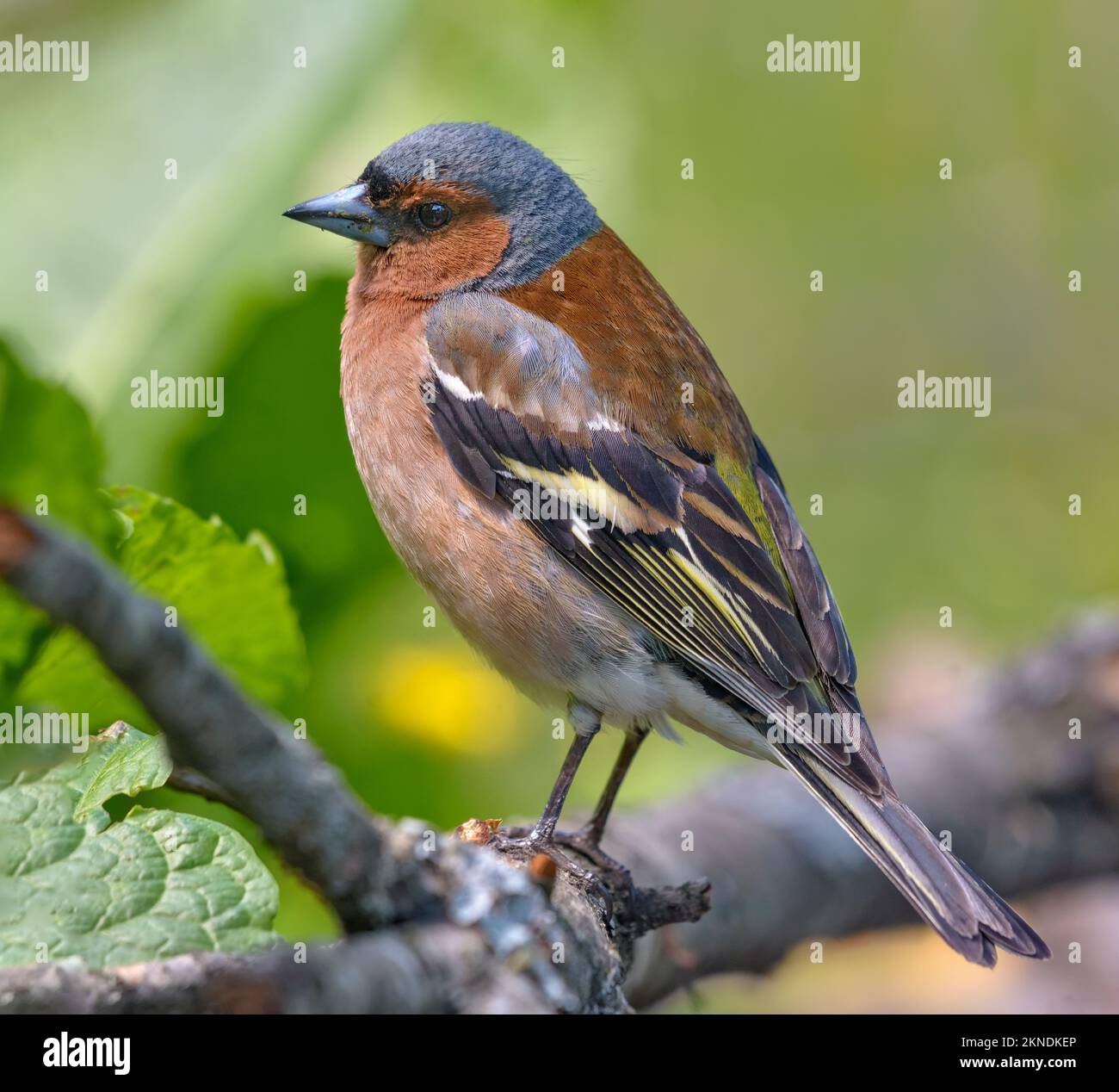 Male eye bright light hi-res stock photography and images - Alamy