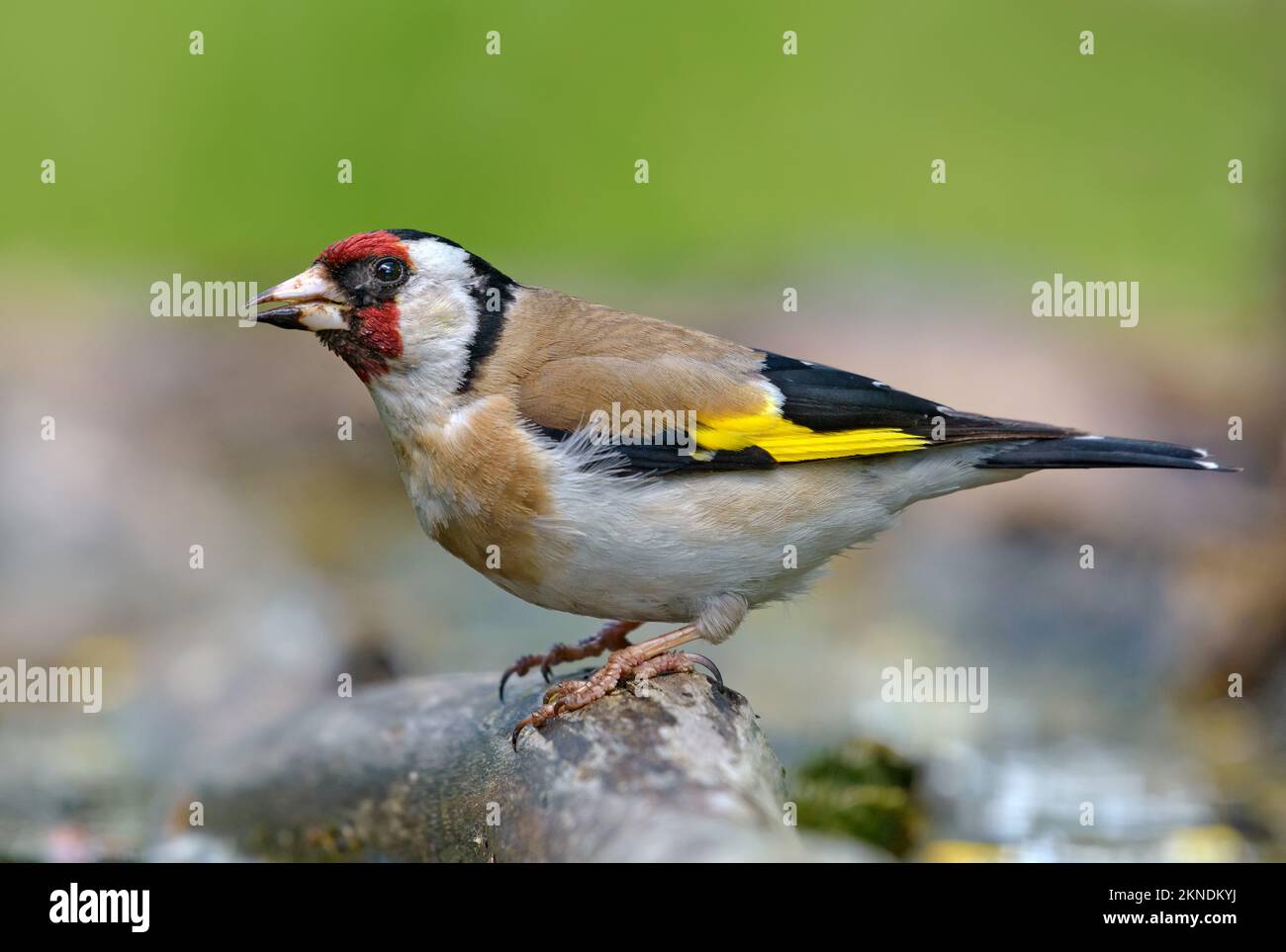 European goldfinch (Carduelis carduelis) posing in full plumage beauty on some perch Stock Photo