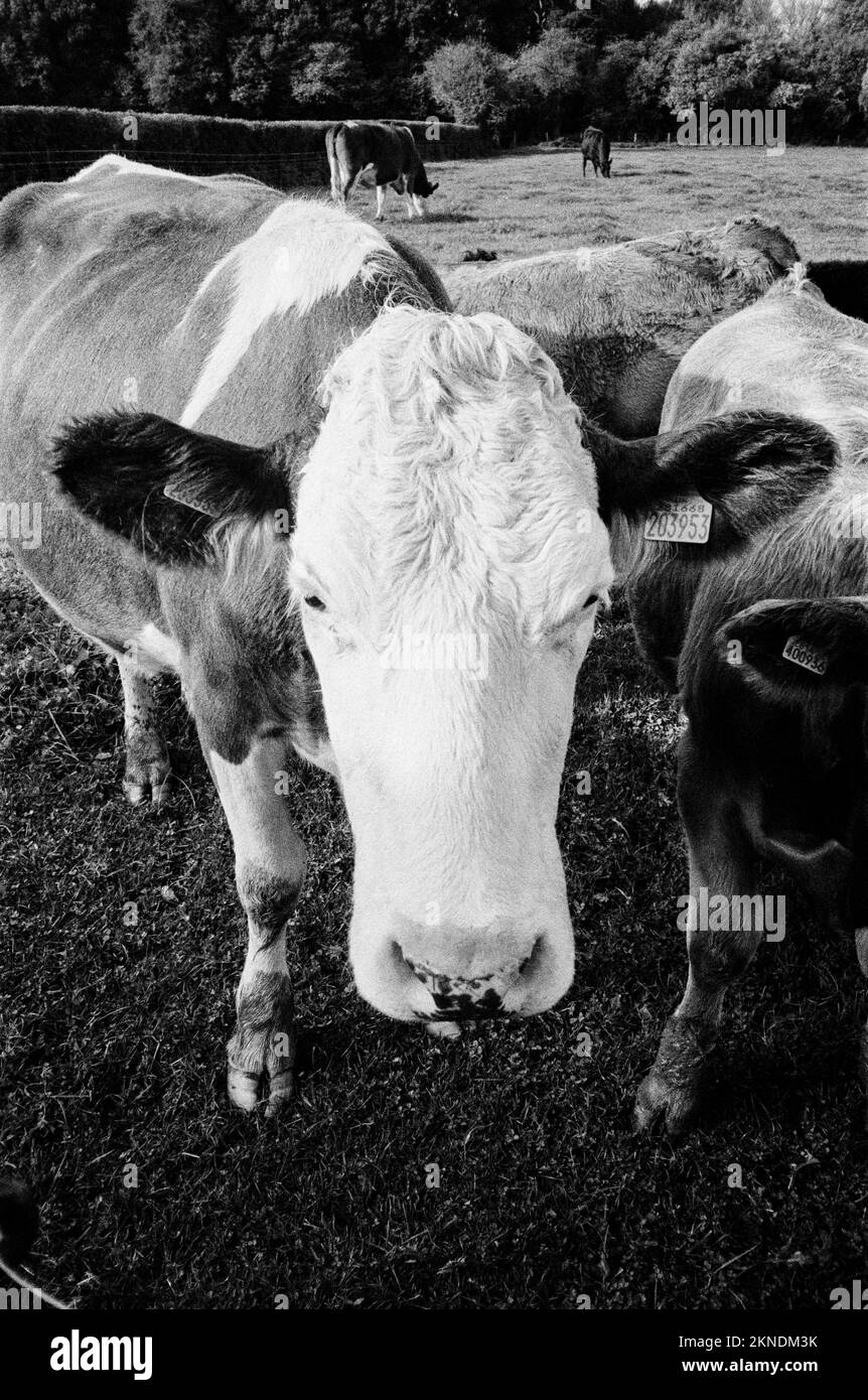 Cows, Soldridge, Medstead, Alton, Hampshire, England, United Kingdom. Stock Photo