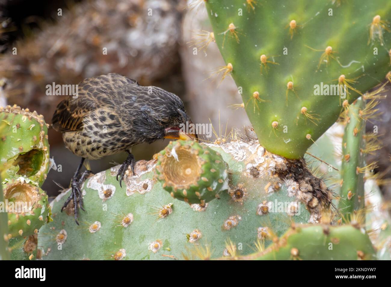 A cactus finch, eating on a cactus flower in the Galapagos National Park, Ecuador. Stock Photo