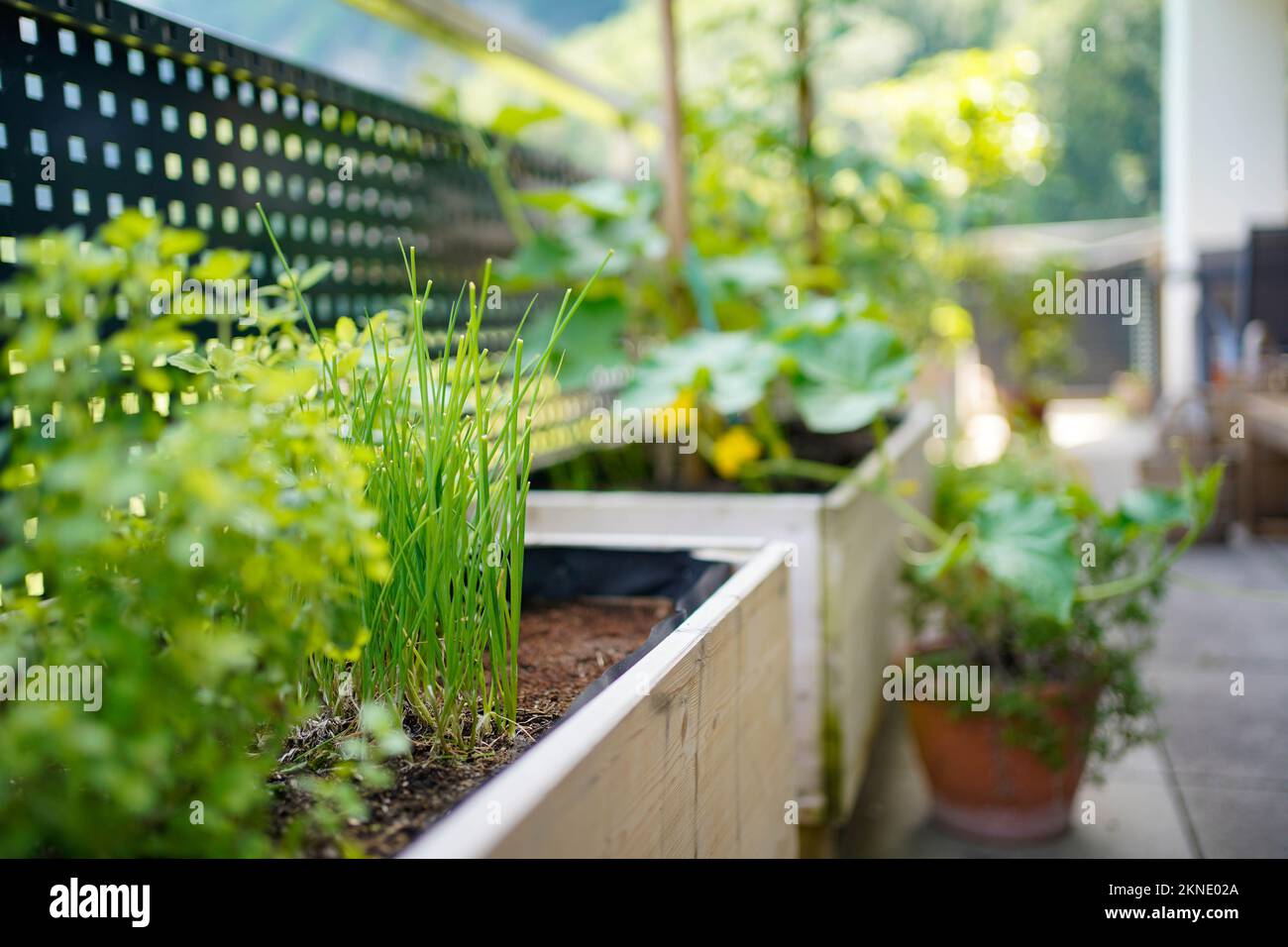 Herbs growing in a raised bed on a balcony garden beneath potted plants. Stock Photo