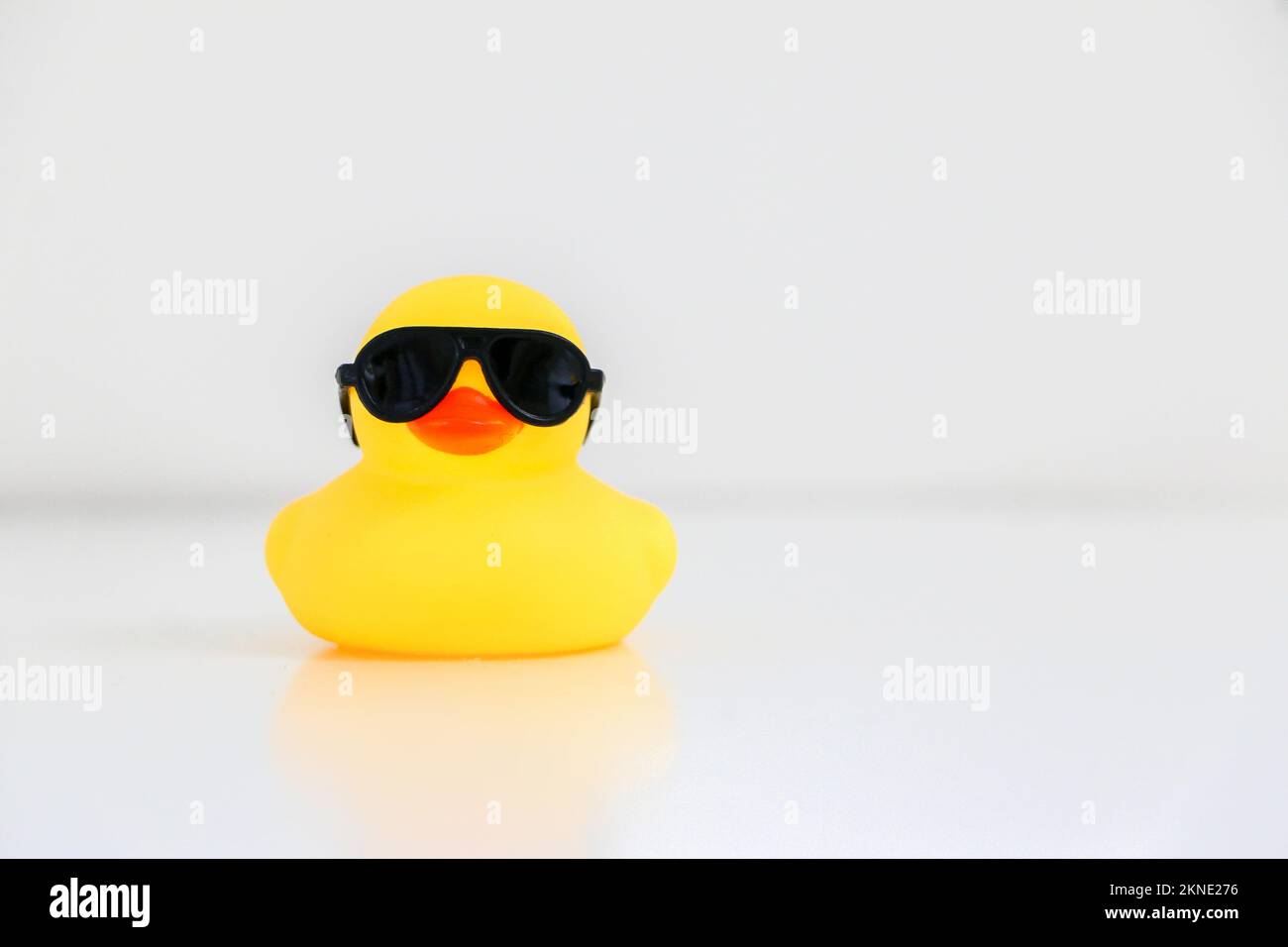 Cool little yellow rubber duck wearing black sunglasses, copy space on ...