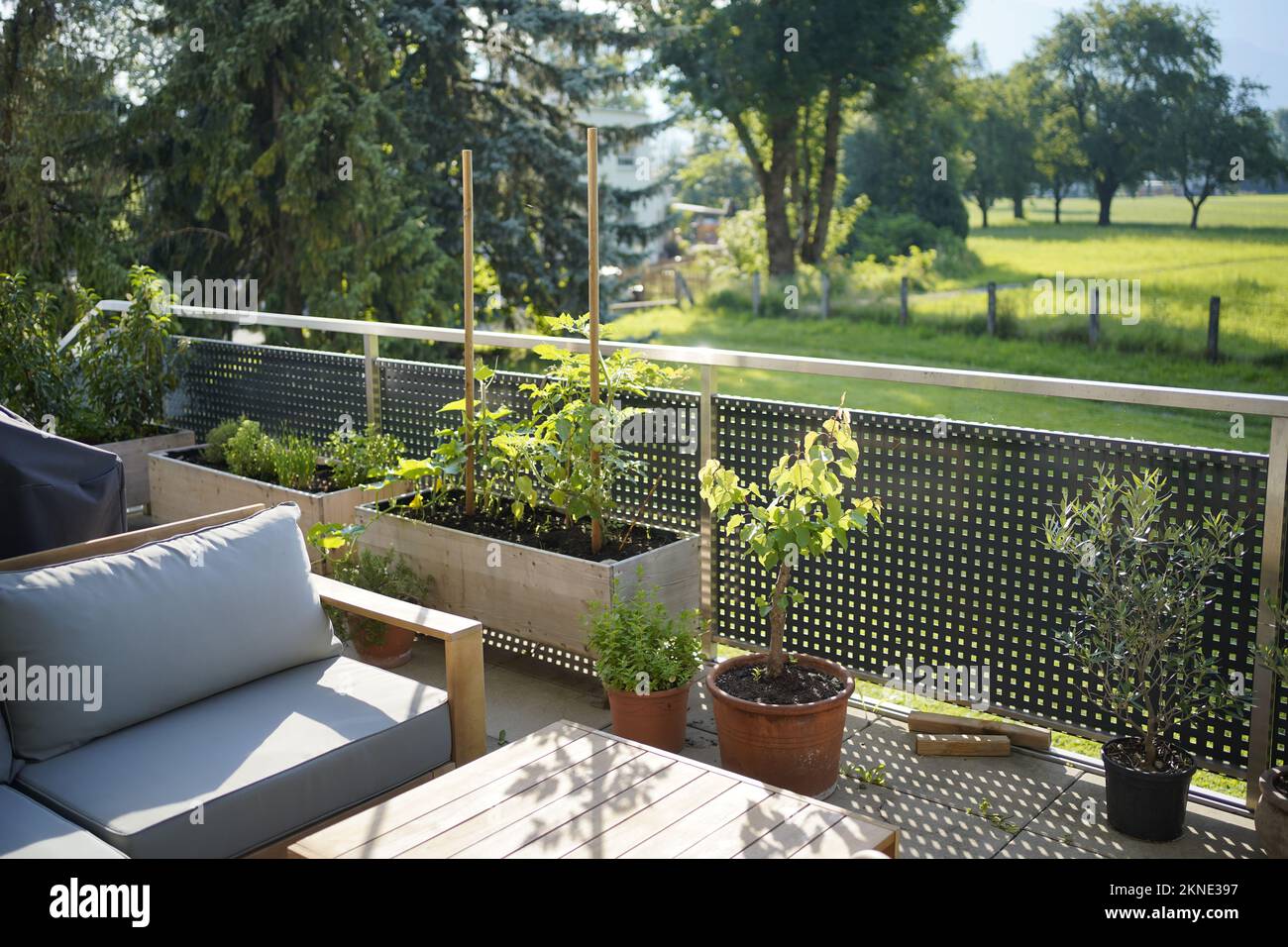 Magical morning light view of our balcony garden with a wooden lounge, potted plants and raised herbal and vegetable beds. Stock Photo