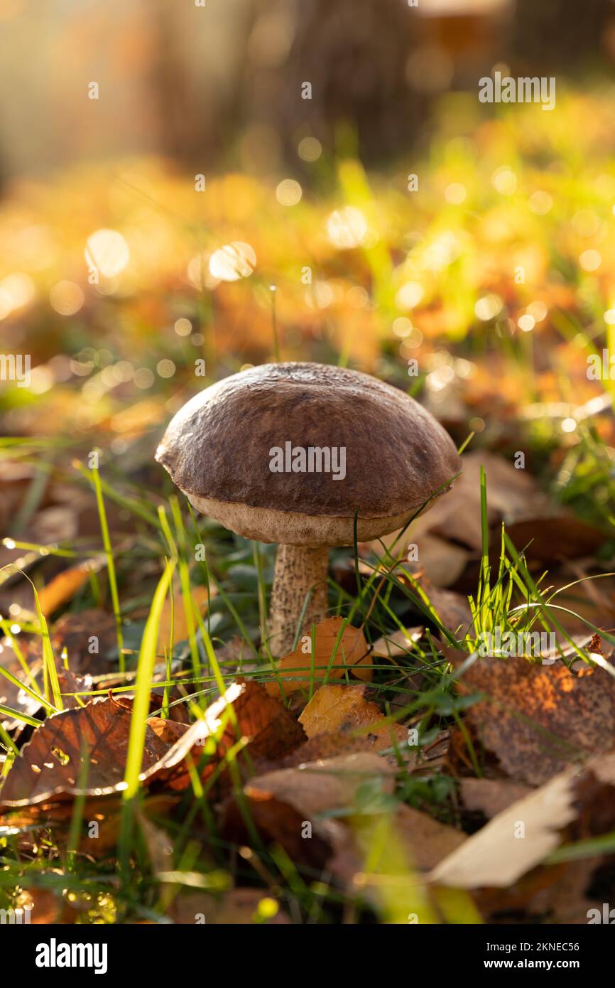 Brown birch bolete surrounded by leaves. Edible mushroom. Stock Photo