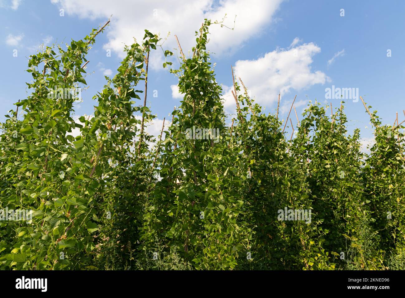 Pole bean plants hi-res stock photography and images - Alamy