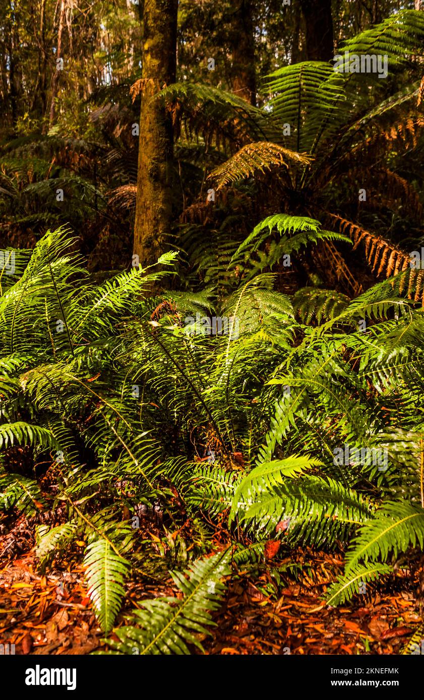 Slice of forestry paradise with ferns and trees from typical temperate rainforests. Taken West