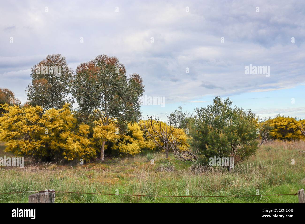 Spring Trees Wattle The wattles hi-res stock photography and images - Alamy
