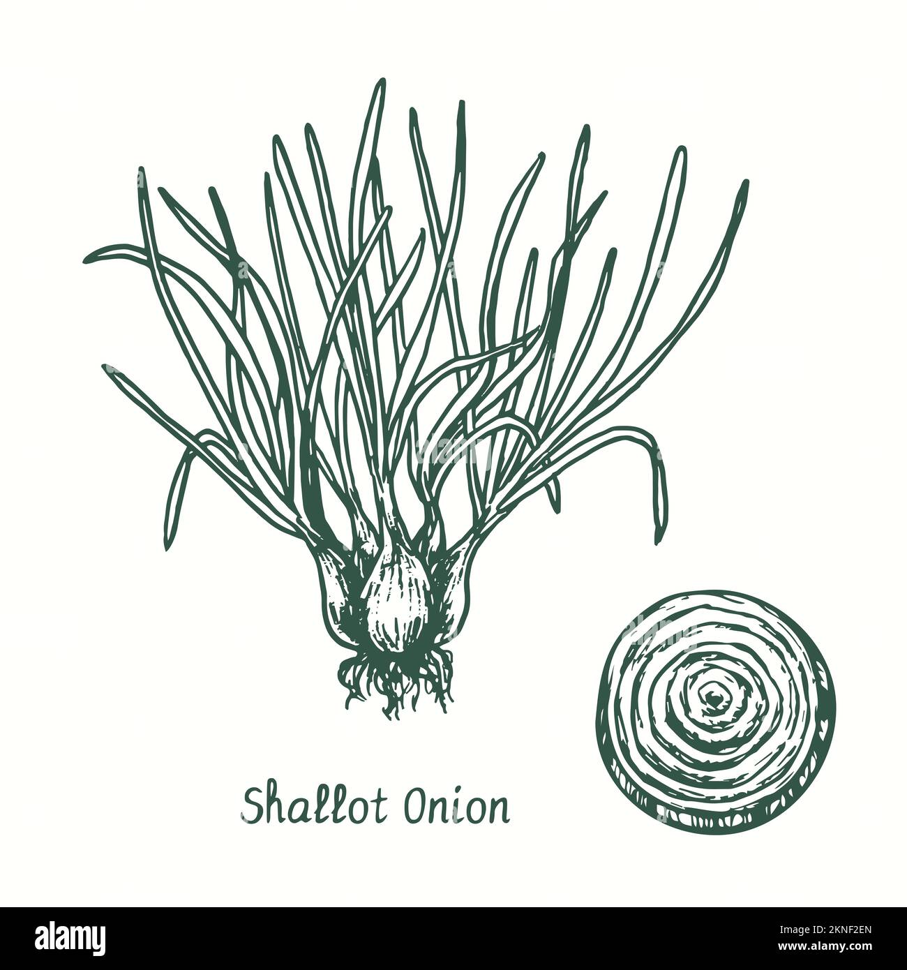 Shallot onion  plant and cut slice.  Ink black and white doodle drawing in woodcut style Stock Photo