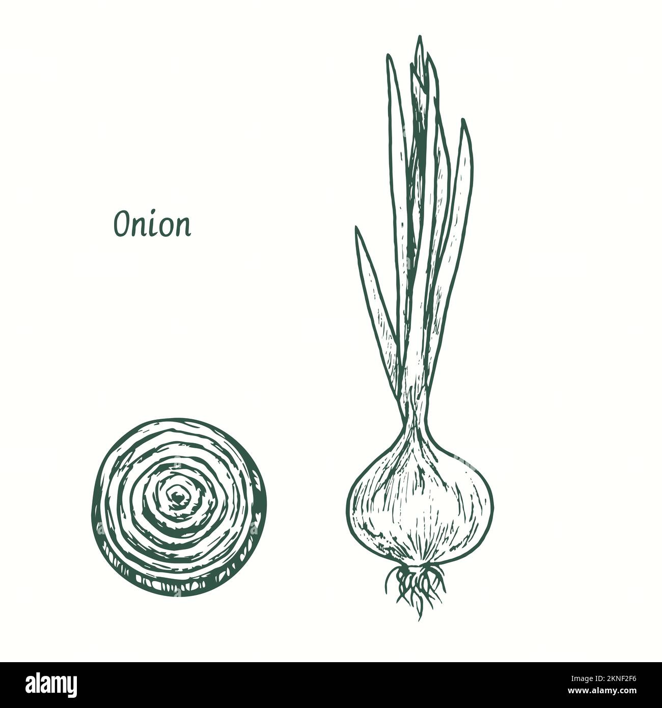 Onion plant and cut slice.  Ink black and white doodle drawing in woodcut style Stock Photo