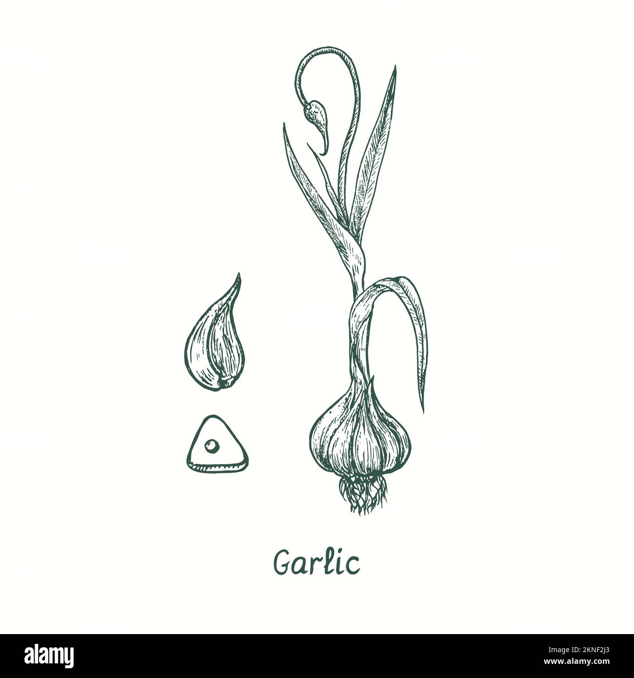 Garlic colection.  Ink black and white doodle drawing in woodcut style Stock Photo
