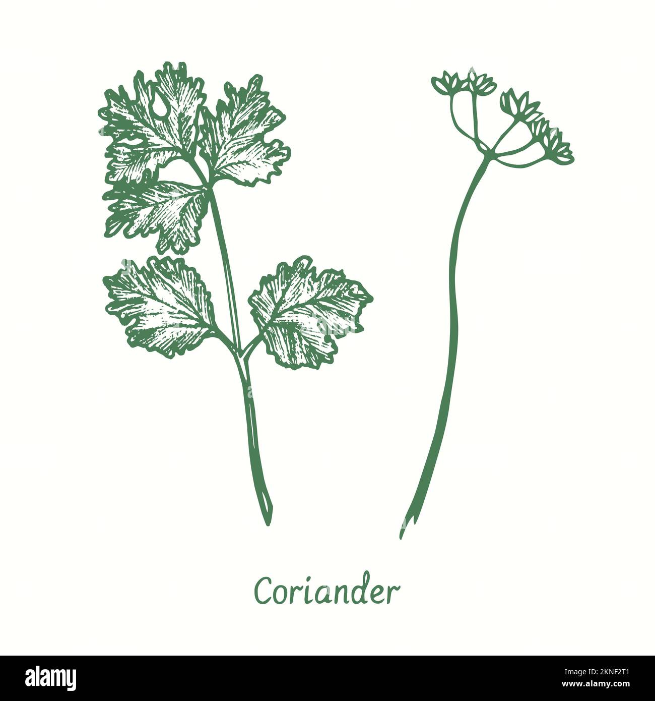 Coriander twig and flower with seeds.  Ink black and white doodle drawing in woodcut style Stock Photo