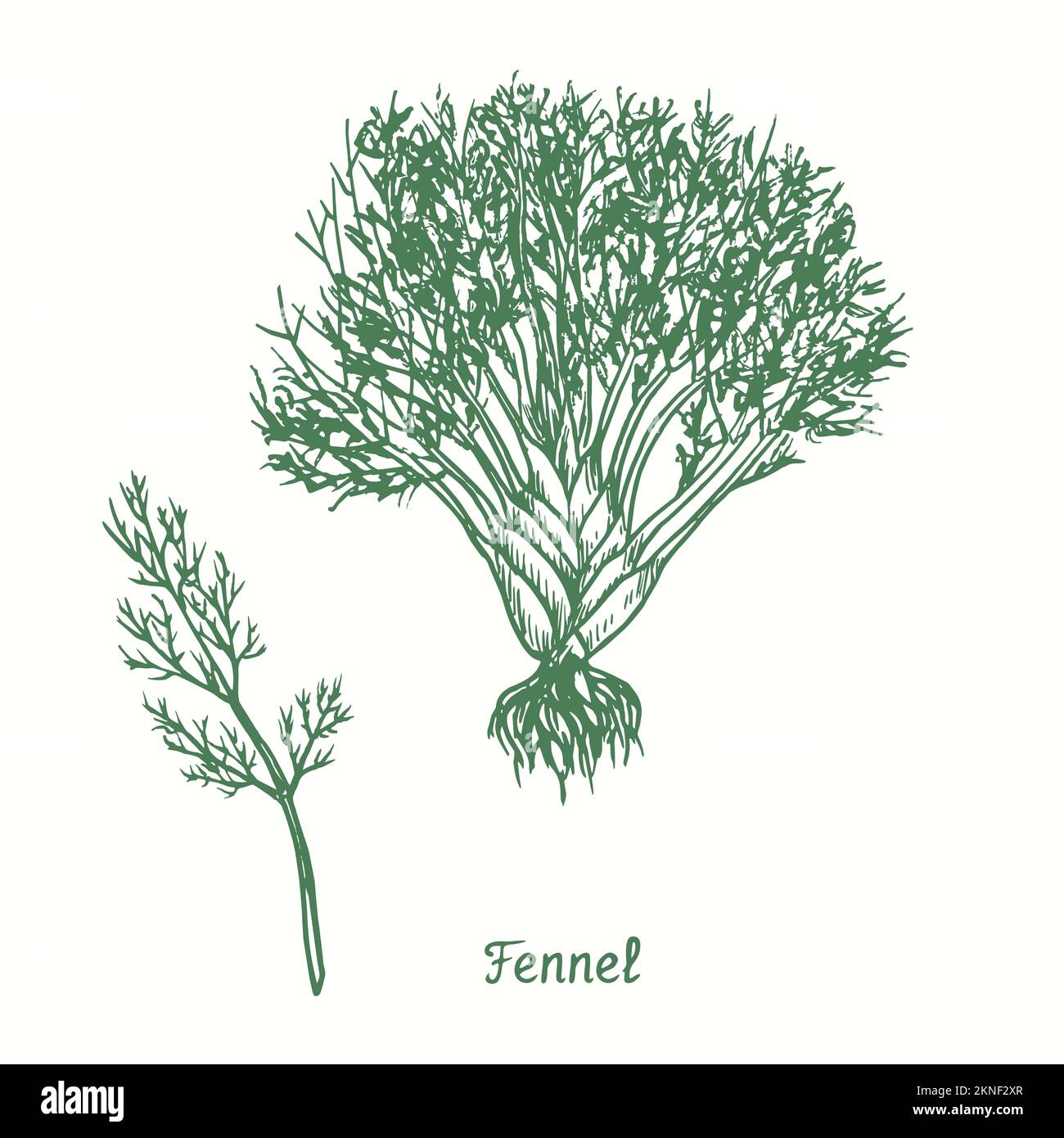 Fennel green twig and plant with roots.  Ink black and white doodle drawing in woodcut style Stock Photo