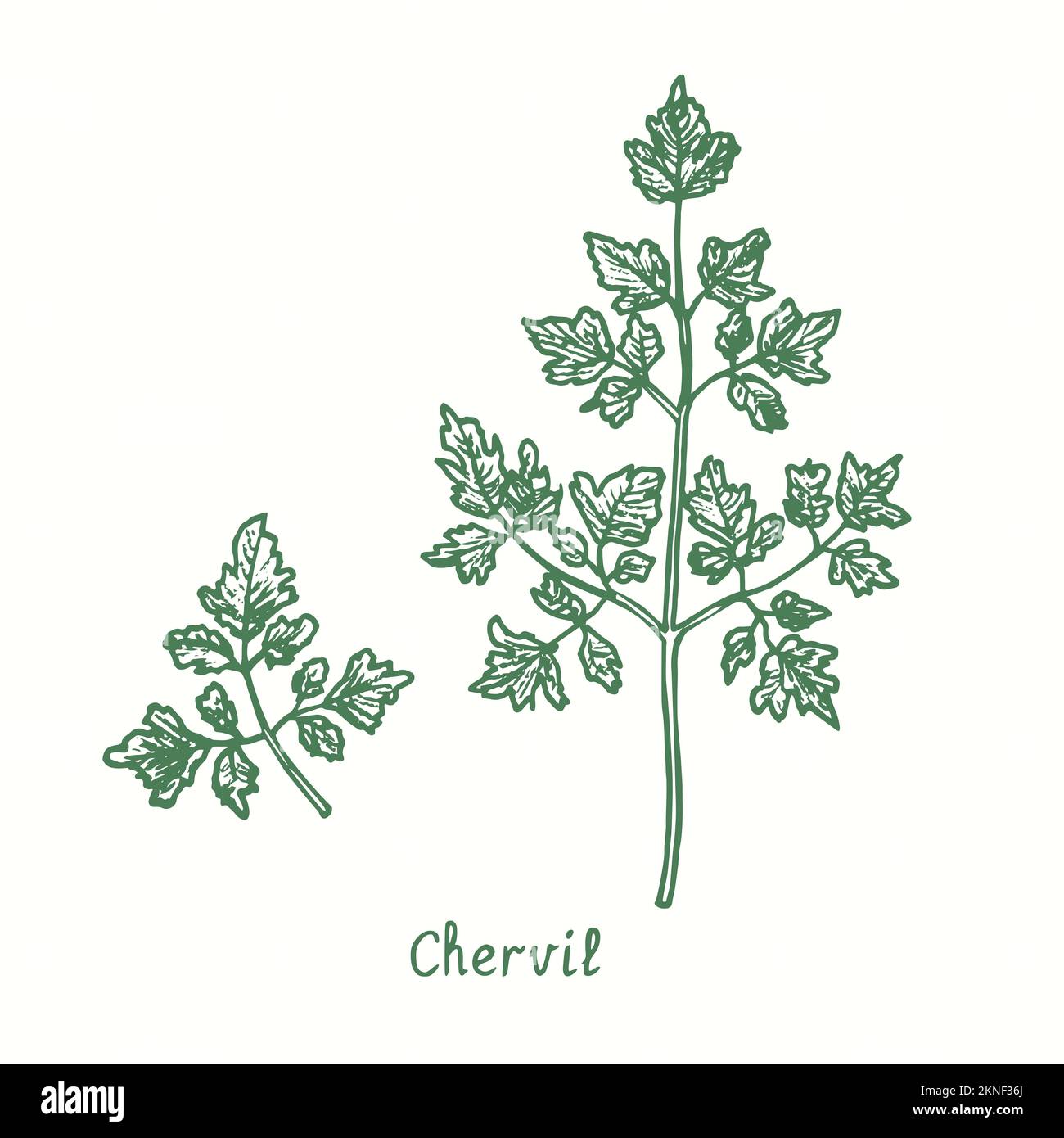 Chervil green twigs.  Ink black and white doodle drawing in woodcut style Stock Photo