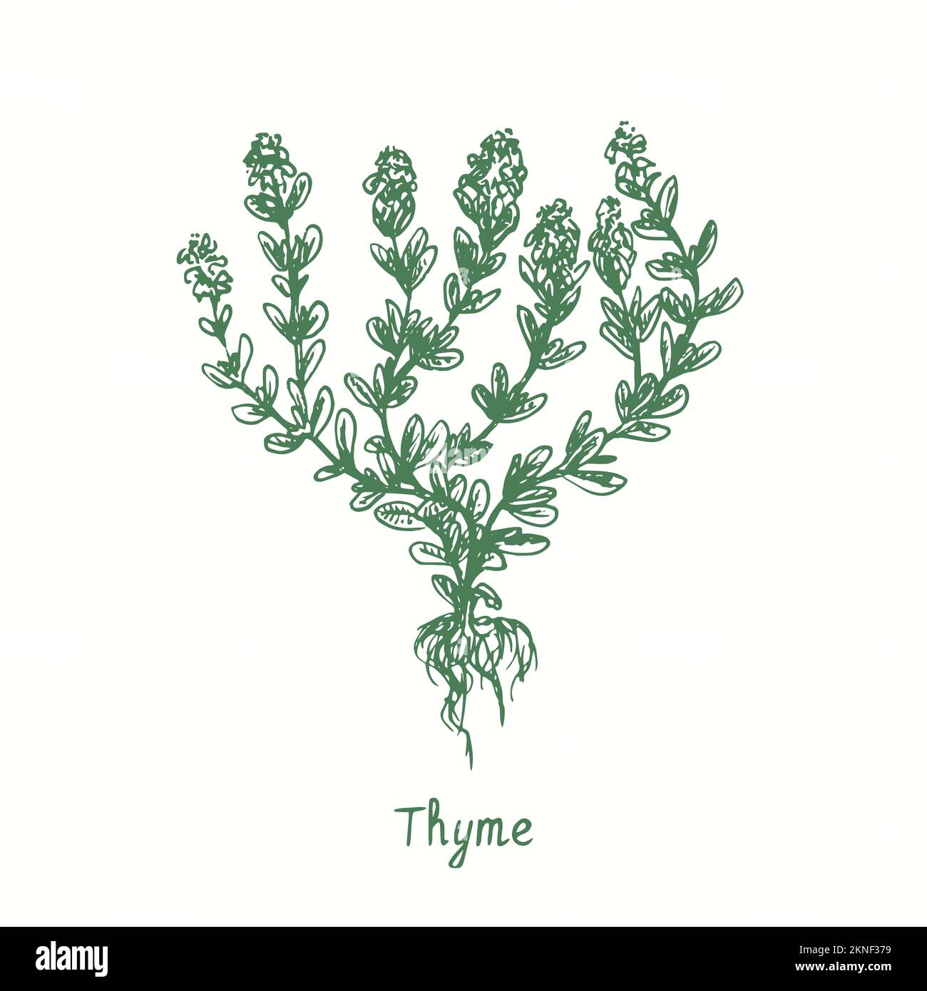 Thyme green twig.  Ink black and white doodle drawing in woodcut style Stock Photo