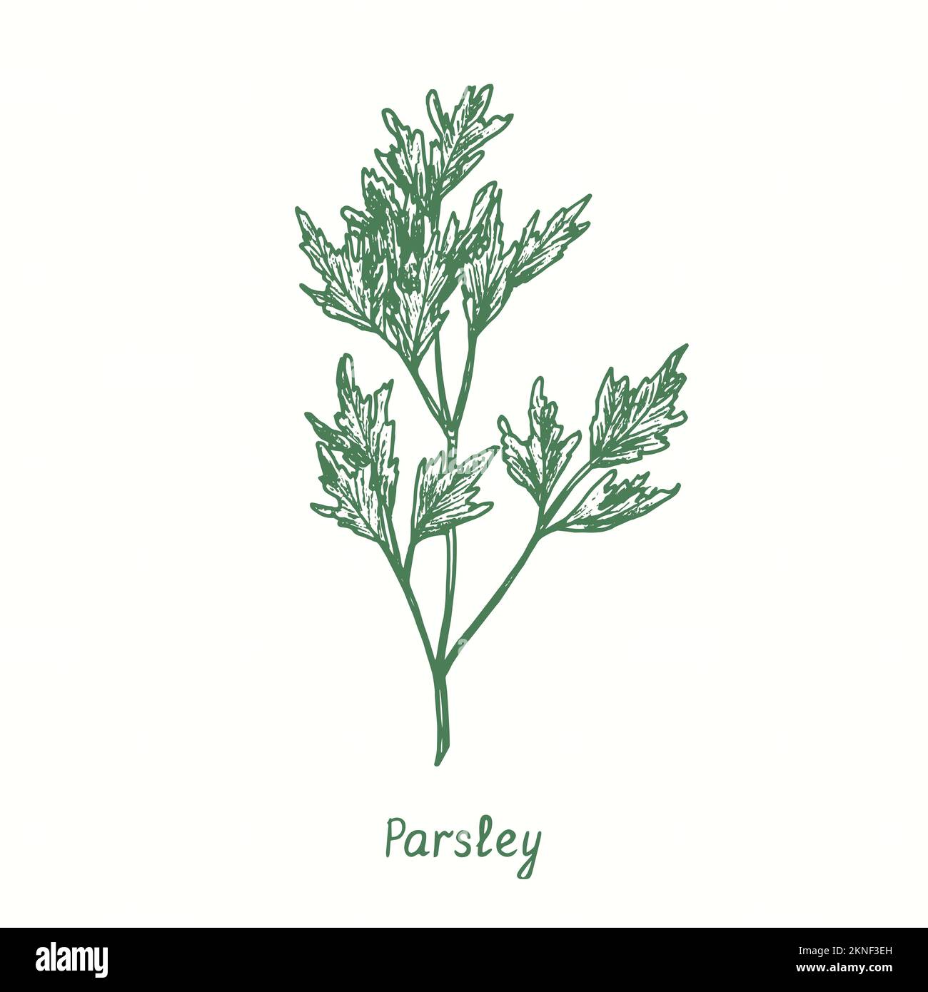 Parsley green twig.  Ink black and white doodle drawing in woodcut style Stock Photo