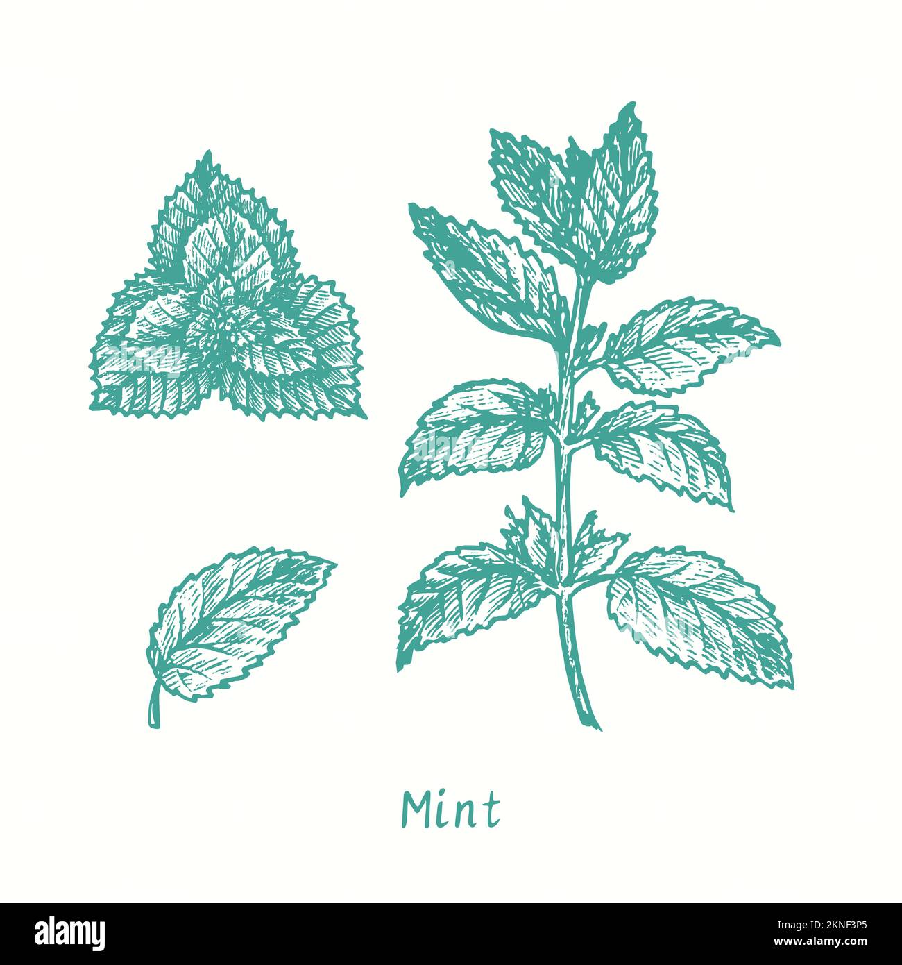 Mint twig with leaves.  Ink black and white doodle drawing in woodcut style Stock Photo