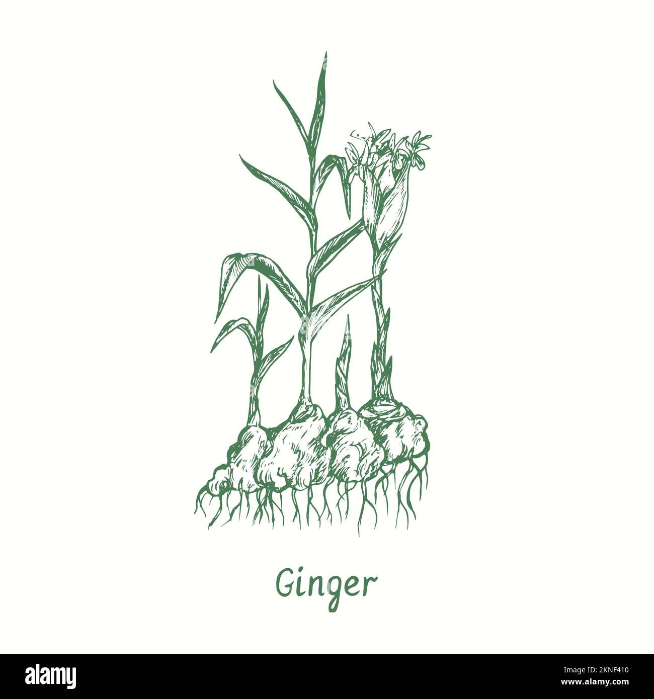 Ginger (Zingiber officinale) plant, root and leaves.  Ink black and white doodle drawing in woodcut style Stock Photo