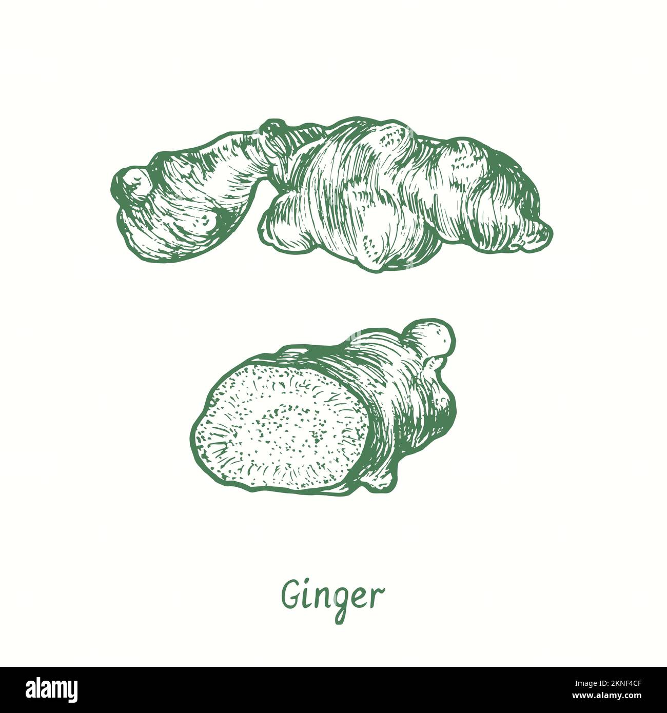 Ginger (Zingiber officinale) root and cut slice.  Ink black and white doodle drawing in woodcut style Stock Photo