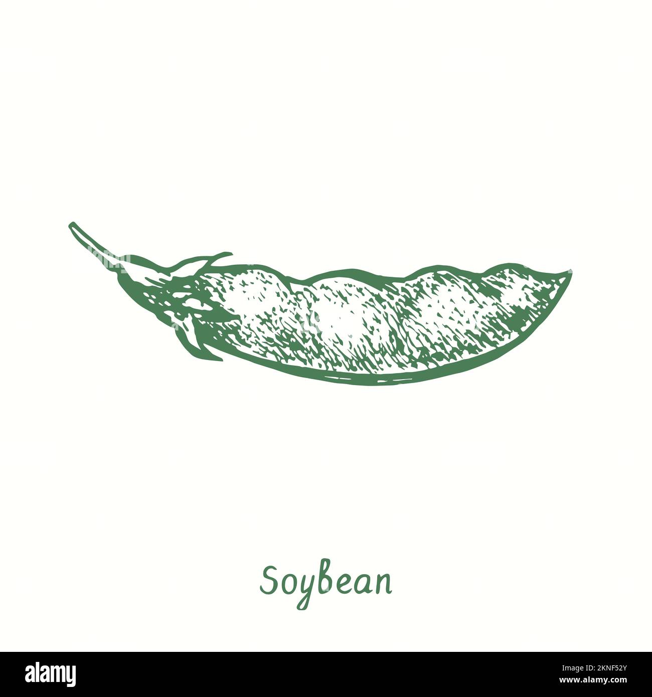 Soybean plant (Glycine max), closed pod.  Ink black and white doodle drawing in woodcut style Stock Photo