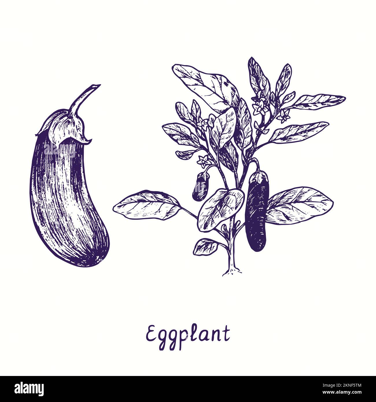 Eggplant  plant with flowers and leaves, whole vegetable. Ink black and white doodle drawing in woodcut style Stock Photo