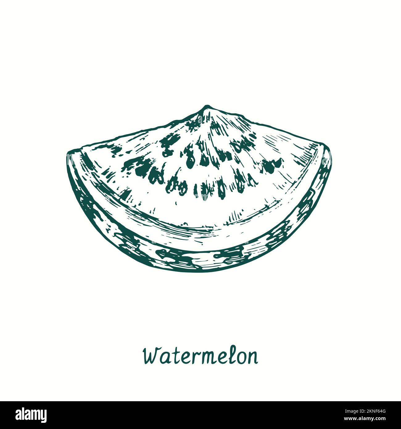 Watermelon (Citrullus lanatus) cut slice. Ink black and white doodle drawing in woodcut style Stock Photo