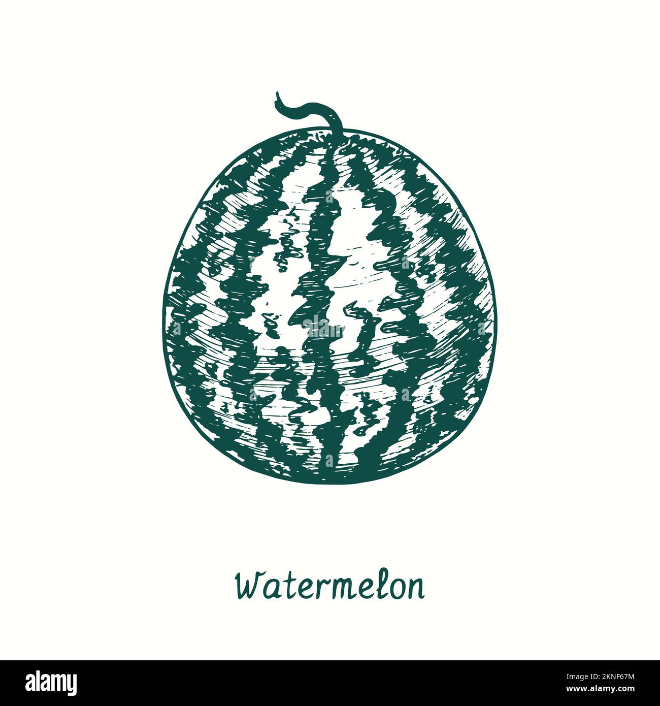 Watermelon (Citrullus lanatus) whole. Ink black and white doodle drawing in woodcut style Stock Photo