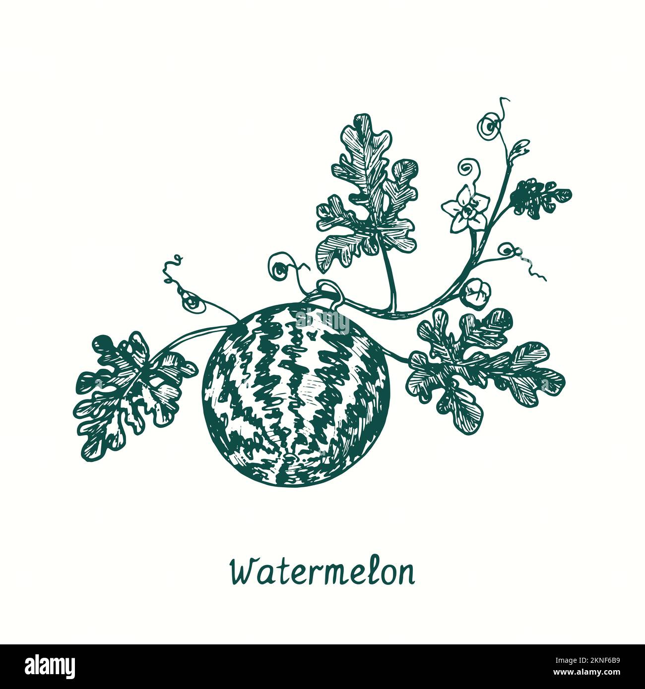 Watermelon (Citrullus lanatus) plant with leaves and ripe striped berry. Ink black and white doodle drawing in woodcut style Stock Photo
