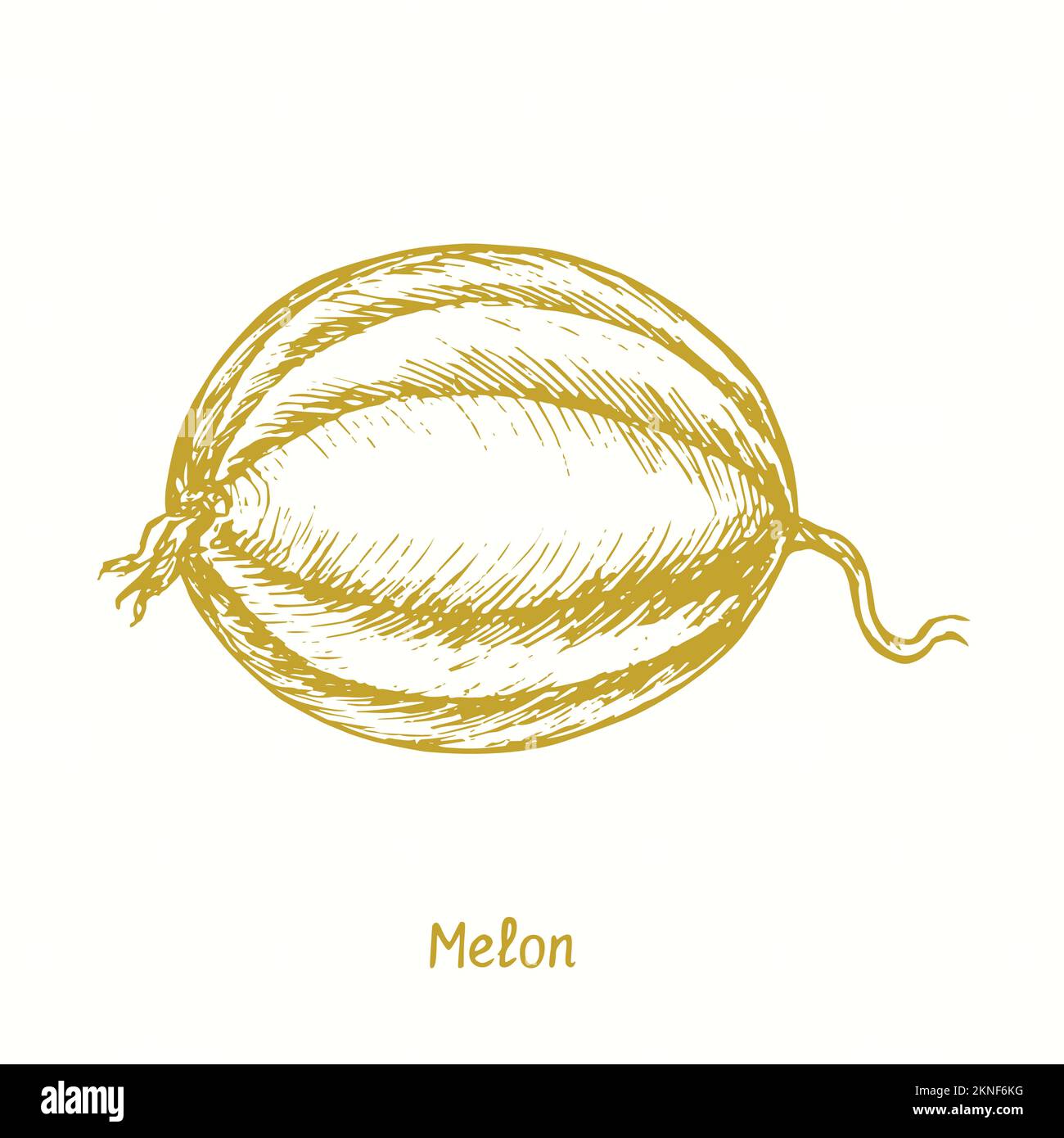 Melon ( Cucurbitaceae ) fruit. Ink yelow doodle drawing in woodcut style Stock Photo