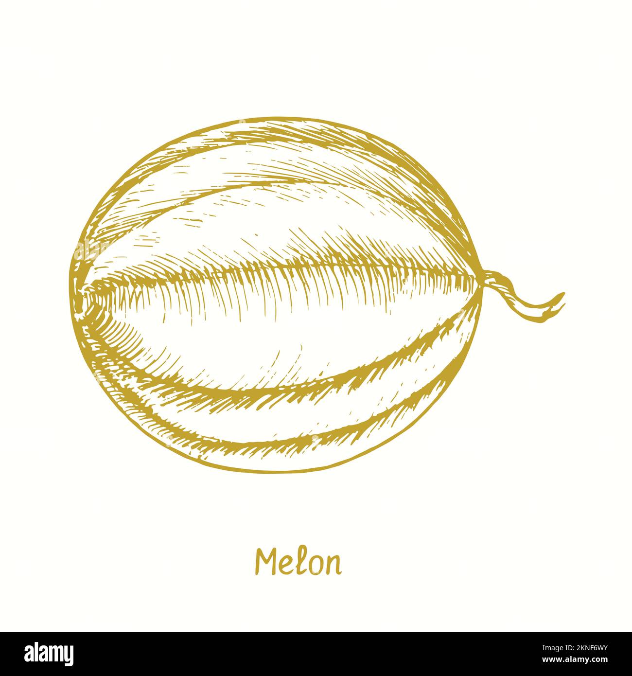 Melon ( Cucurbitaceae ) fruit. Ink yelow doodle drawing in woodcut style Stock Photo