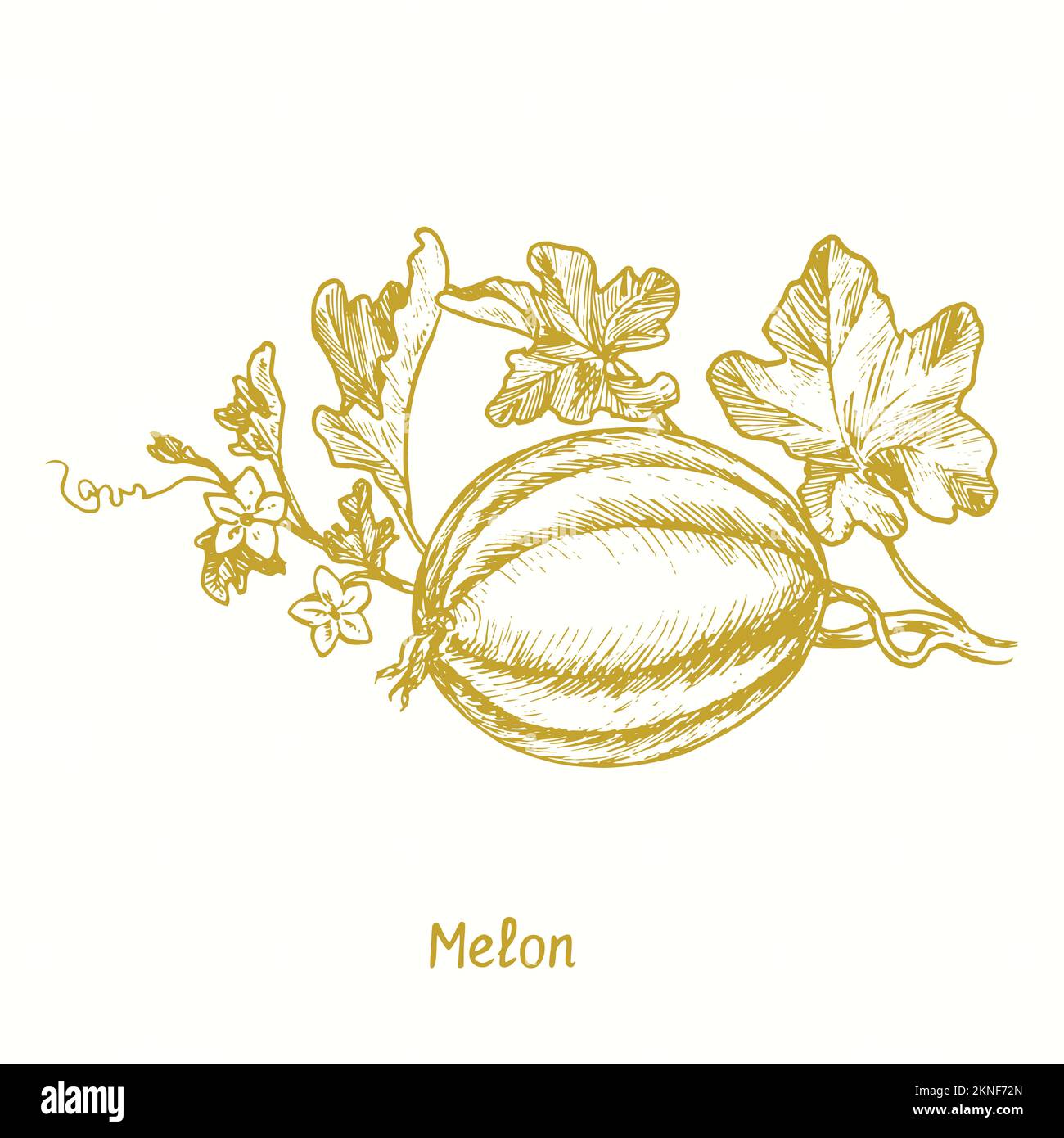 Melon ( Cucurbitaceae ) plant with leaves and ripe striped berry. Ink black and white doodle drawing in woodcut style Stock Photo