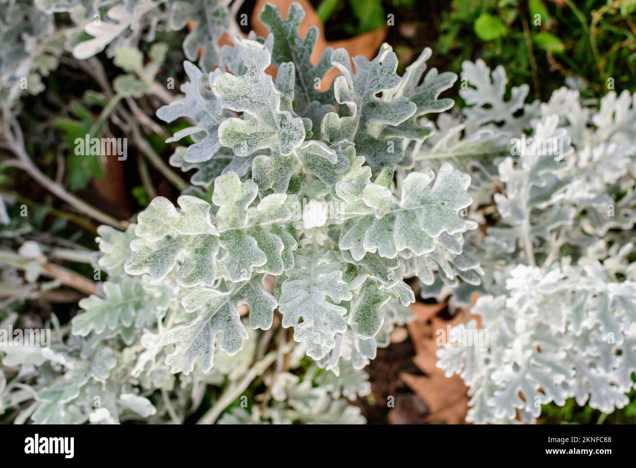 Small leaves of Jacobaea maritima plants known as Senecio cineraria or silver ragwort in a garden in a sunny autumn day, beautiful outdoor floral back Stock Photo