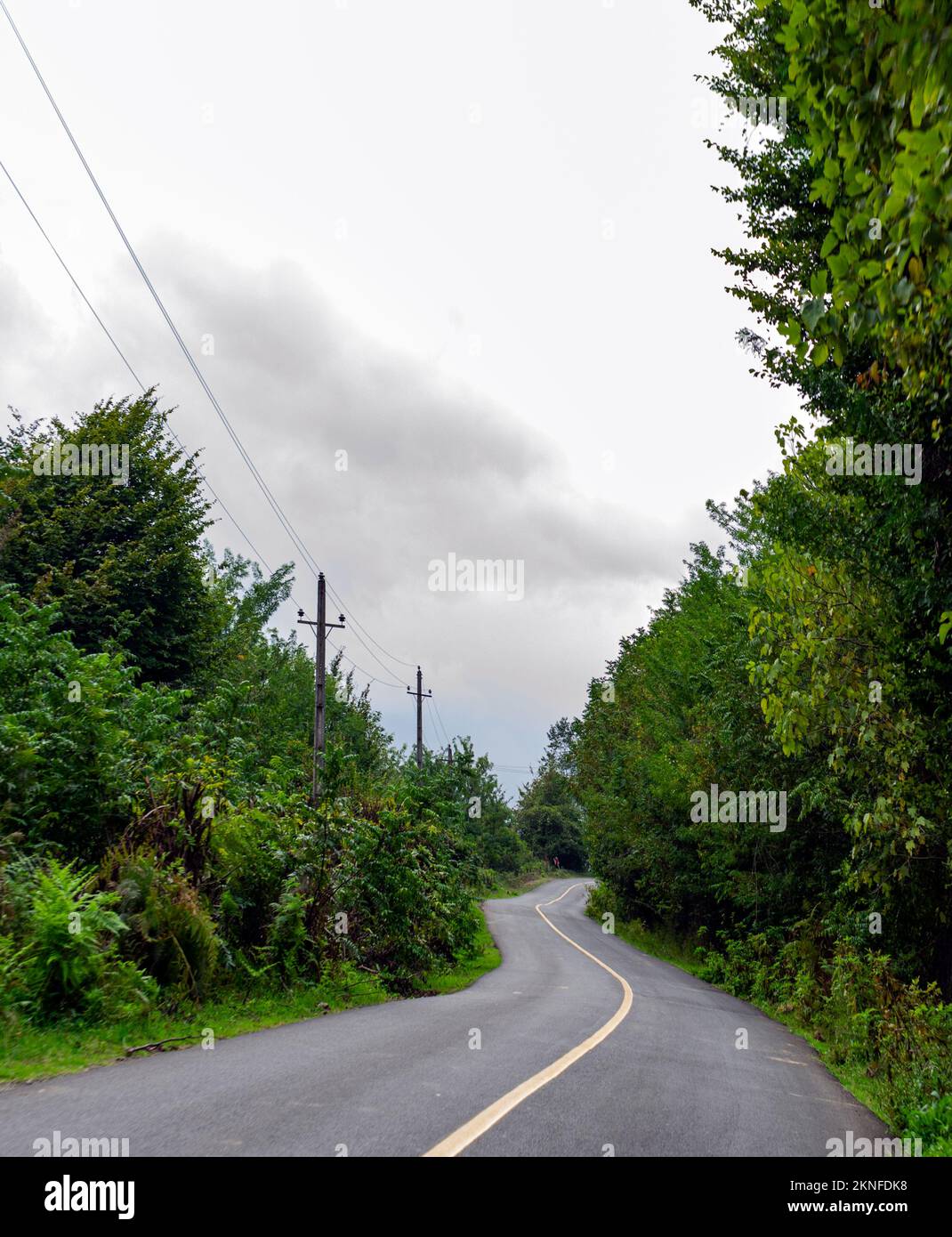 A beautiful view of a forest road Stock Photo