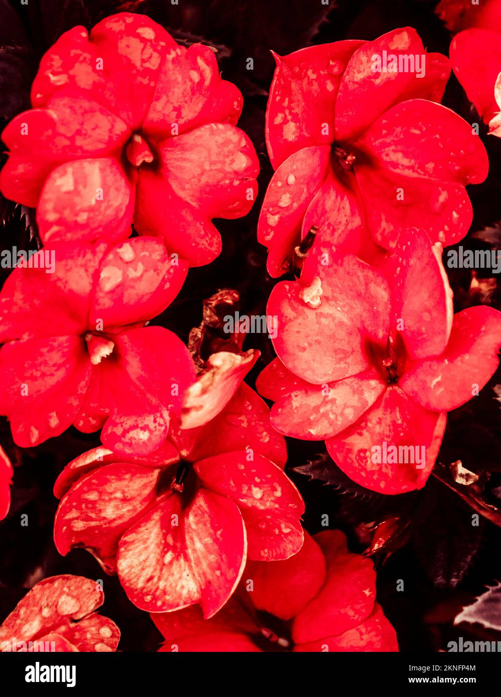 Nature fine art photography on a blossom of wildflowers in decorative red Stock Photo
