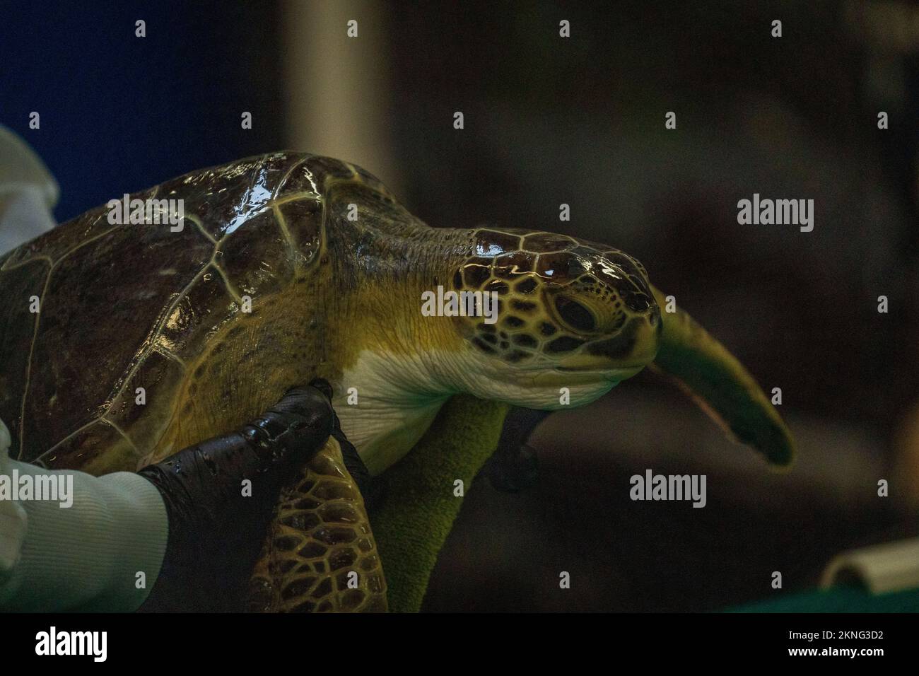 A person holding a big green sea turtle Stock Photo - Alamy