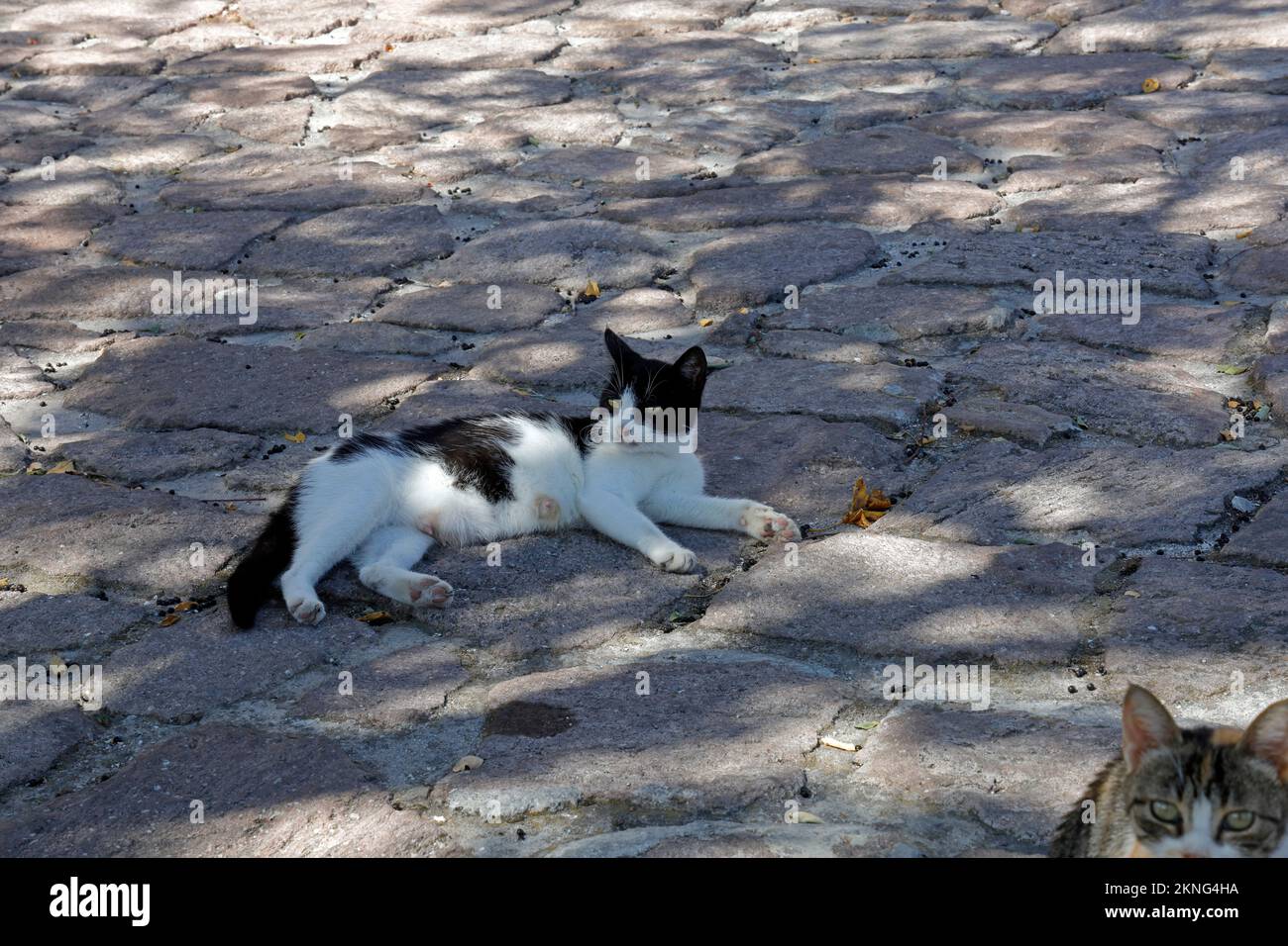 Female cat , photobombed by another cat. Lesbos scene, Sept / Oct 2022 Stock Photo