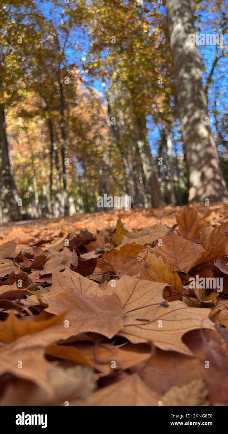 autumn leaves fallen on the ground Stock Photo