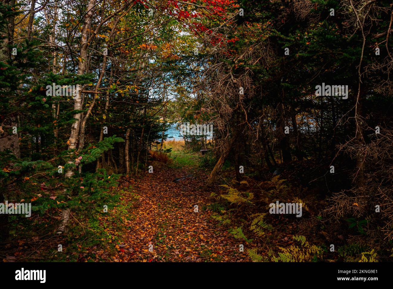 Walk through Wambolt Trail on McNabs Island halifax nova scotia canada Stock Photo