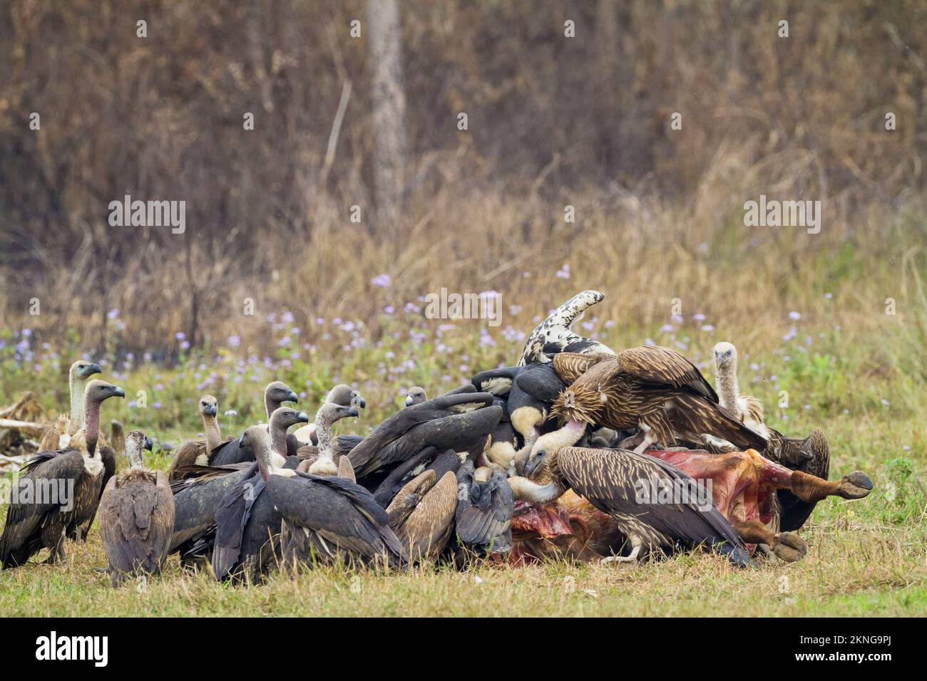 Flock of white-rumped vultures (Gyps bengalensis) and Himalayan griffons (Gyps himalayensis) feeding on a carcass. Terai. Nepal. Stock Photo