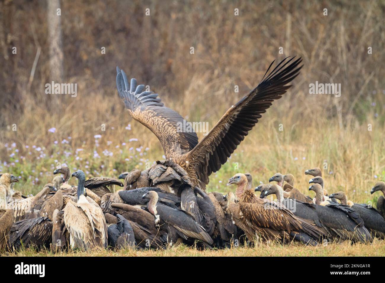 Flock of white-rumped vultures (Gyps bengalensis), Himalayan griffons (Gyps himalayensis) and slender-billed vultures (Gyps tenuirostris) feeding on a Stock Photo