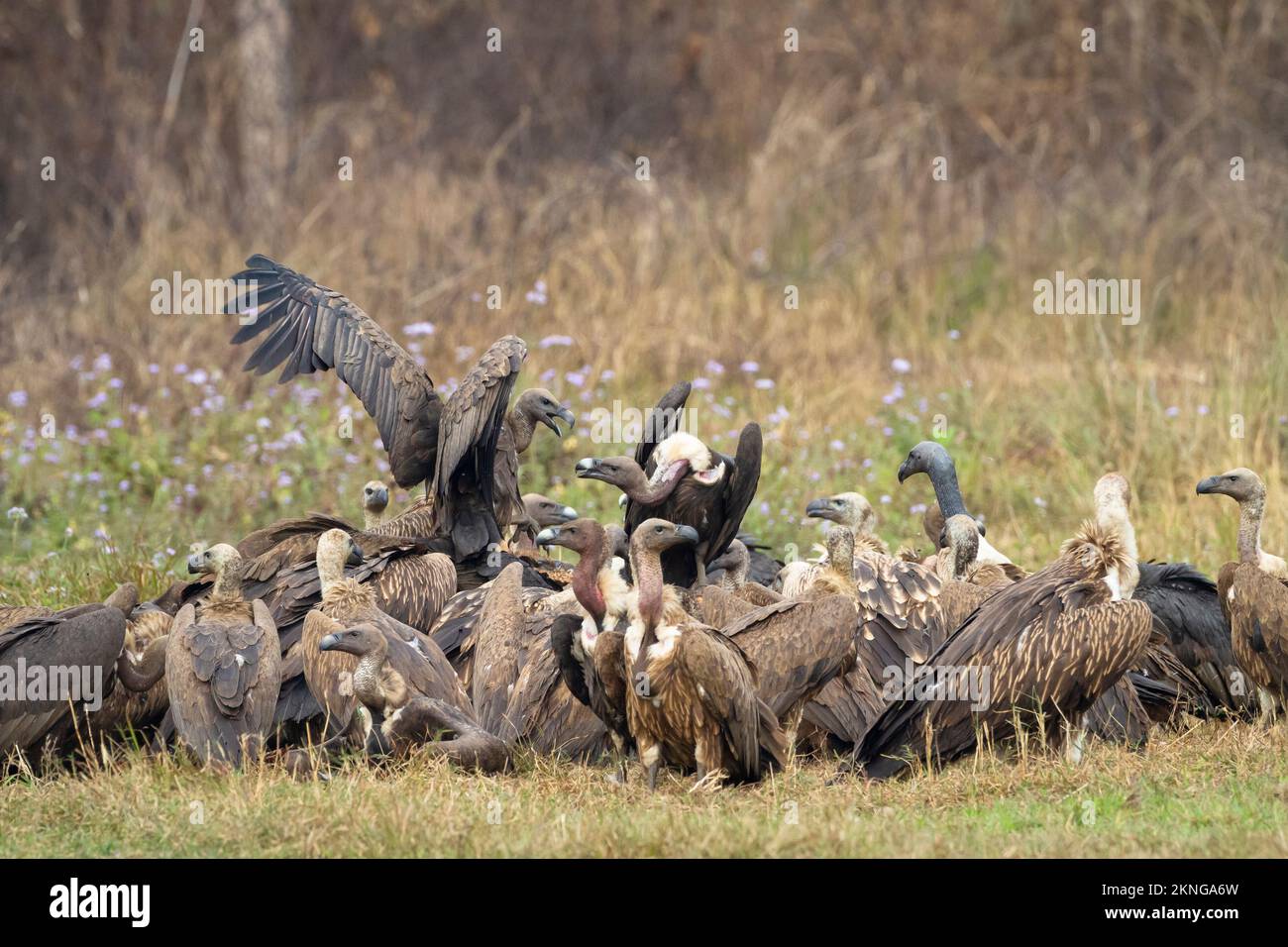 Flock of white-rumped vultures (Gyps bengalensis), Himalayan griffons (Gyps himalayensis) and slender-billed vultures (Gyps tenuirostris) feeding on a Stock Photo